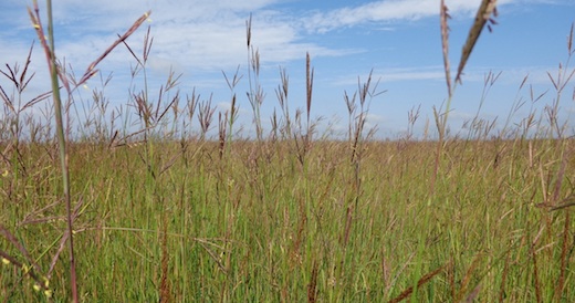 Mixed grass (CAH, 2014.08.21)