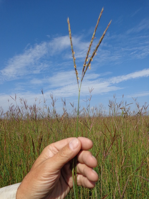 Bluestem, also known as turkey foot, also known as "ice cream for cattle." (CAH, 2014.08.21)